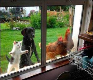 Dieren-fluisteraar